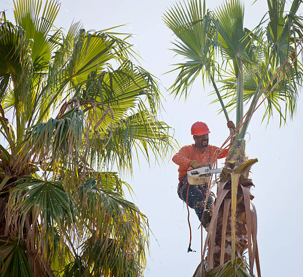 Cherry Hill Mall, NJ Tree Care Services Company